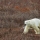 Polar Bears!